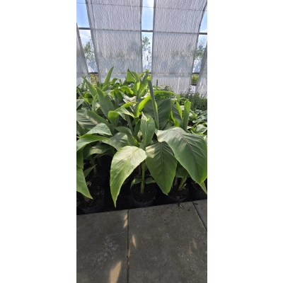 Bananowiec MUSA BASJOO